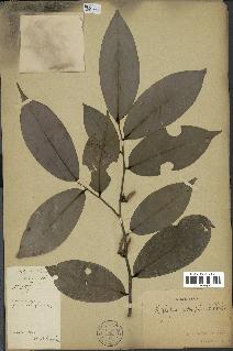 spécimen de Xylopia aethiopica