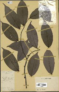 spécimen de Xylopia aethiopica
