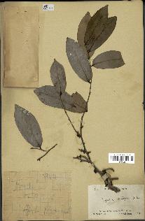 spécimen de Xylopia aethiopica