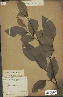 spécimen de Xylopia aethiopica