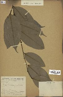 spécimen de Xylopia aethiopica