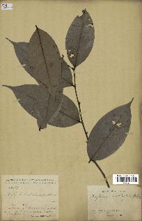 spécimen de Xylopia aethiopica