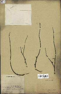 spécimen de Xylopia aethiopica
