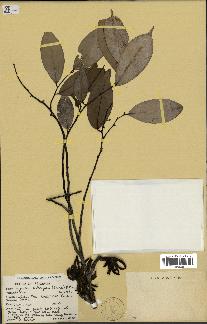 spécimen de Xylopia aethiopica