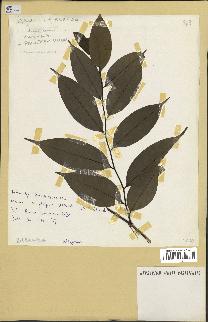 spécimen de Xylopia aethiopica