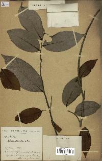spécimen de Xylopia aethiopica