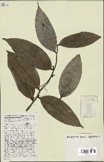 spécimen de Xylopia aethiopica