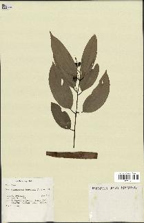 spécimen de Cinnamomum burmannii
