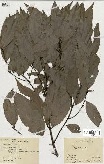 spécimen de Cinnamomum burmannii