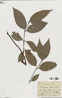 spécimen de Cinnamomum burmannii