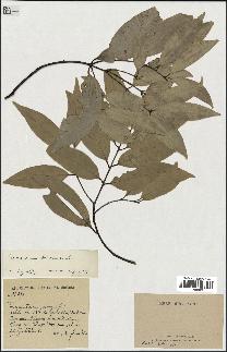 spécimen de Cinnamomum burmannii