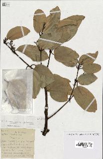 spécimen de Cinnamomum burmannii
