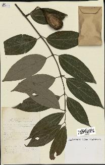 spécimen de Cinnamomum sp.