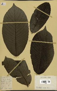 spécimen de Annona purpurea