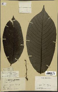 spécimen de Annona purpurea