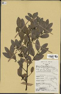 spécimen de Xylopia sp.