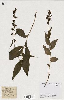 spécimen de Epipactis latifolia