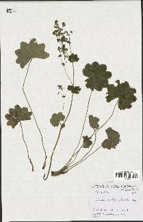 spécimen de Alchemilla glabra