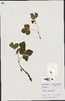 spécimen de Rubus saxatilis