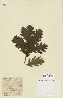 spécimen de Quercus pubescens