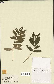 spécimen de Sorbus domestica