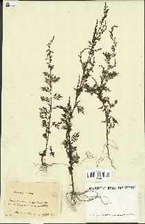 spécimen de Artemisia annua