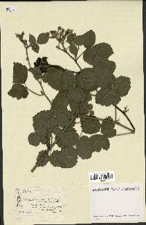 spécimen de Rubus sp.