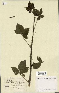 spécimen de Rubus sp.