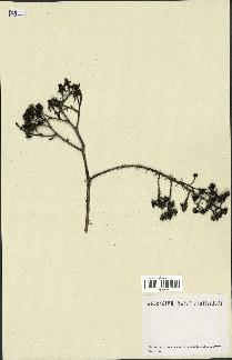 spécimen de Rubus sp.