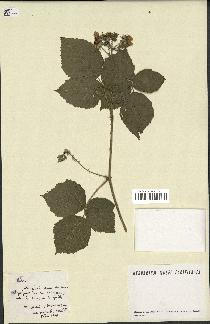 spécimen de Rubus sp.