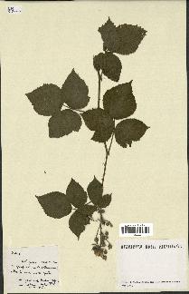 spécimen de Rubus sp.