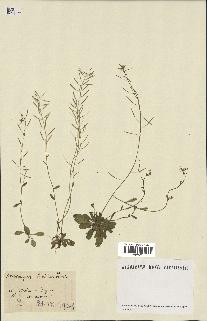 spécimen de Arabidopsis thaliana