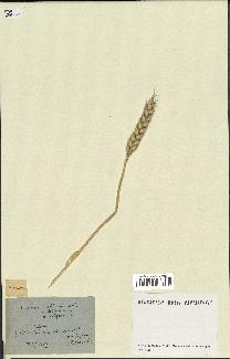 spécimen de Triticum sativum