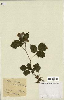 spécimen de Rubus sp.