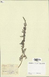 spécimen de Artemisia maritima