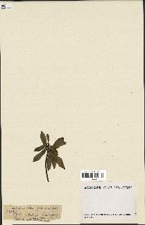 spécimen de Rubus sp.