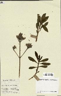 spécimen de Saponaria officinalis