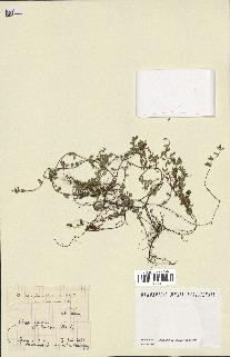 spécimen de Thymus serpyllum