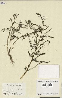 spécimen de Artemisia annua