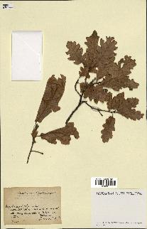 spécimen de Quercus pubescens