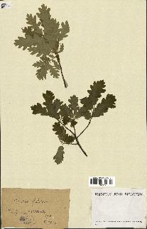 spécimen de Quercus pubescens