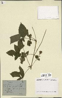 spécimen de Rubus sp.