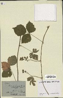 spécimen de Rubus sp.
