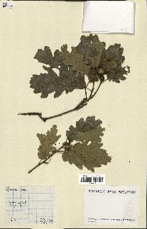 spécimen de Quercus pubescens