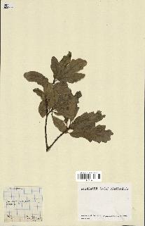 spécimen de Quercus pubescens