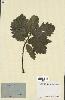 spécimen de Quercus pubescens