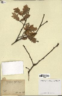 spécimen de Quercus pubescens