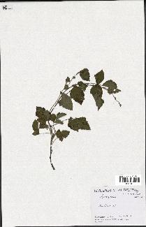 spécimen de Rubus sp.