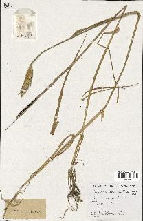 spécimen de Triticum aestivum