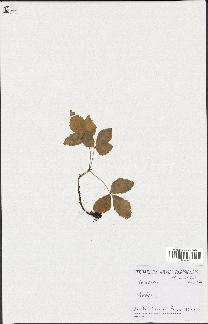 spécimen de Rubus sp.